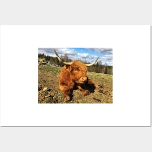 Scottish Highland Cattle Cow 2375 Posters and Art